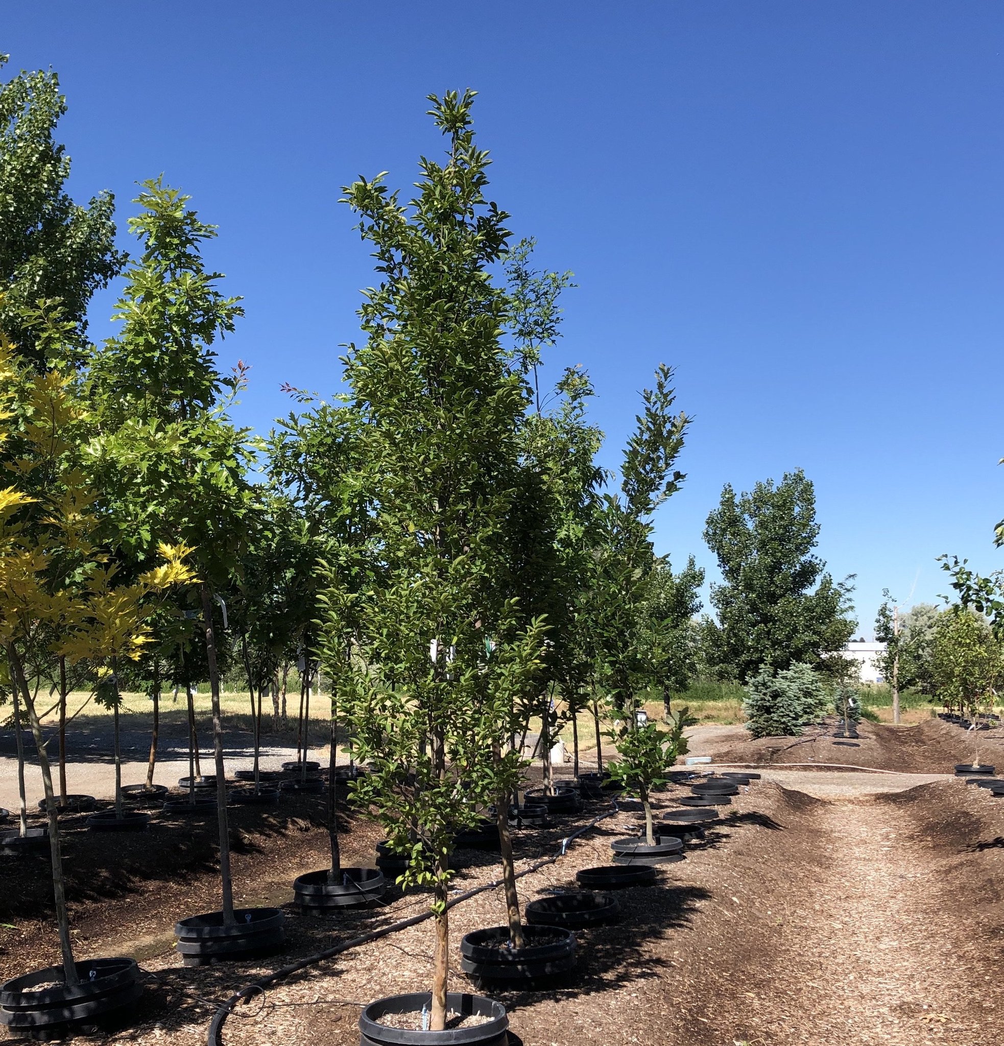 Carpinus betulus 'Fastigiata'